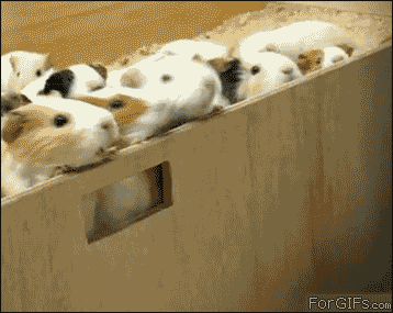 gif8