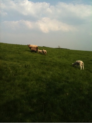 English grass