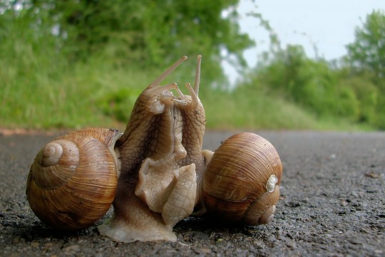 Weinbergschnecke_Paarung