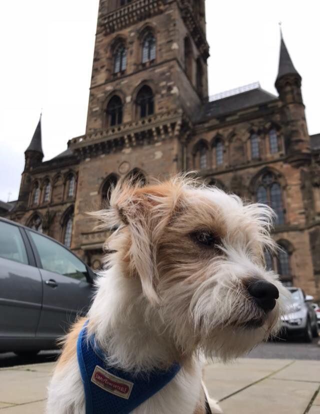 Image may contain: Tower, Steeple, Spire, Building, Architecture, Vehicle, Transportation, Car, Automobile, Terrier, Pet, Mammal, Dog, Canine, Animal