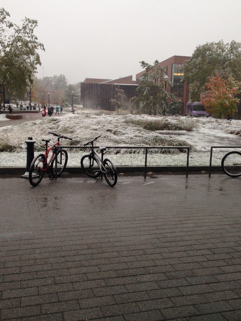 The bushes covered in snow outside of Oak Hall. Photo credit: Sydney Jennings