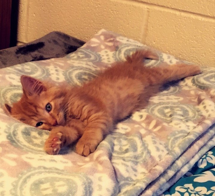 Why pets should be allowed in college housing