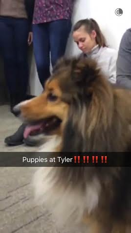 Students post snaps of therapy dogs to Temple's Snapchat story.