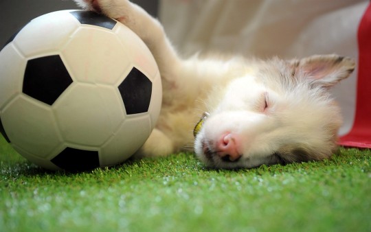 puppy3