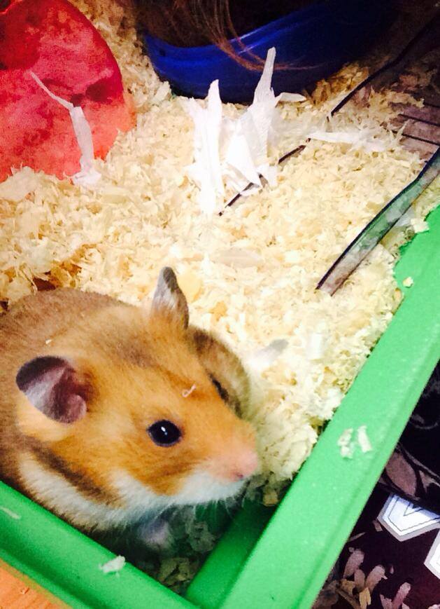 flohamster4