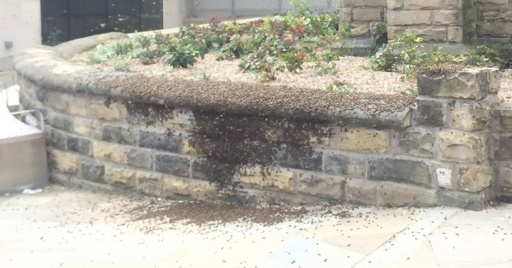 The bees outside of laidlaw library