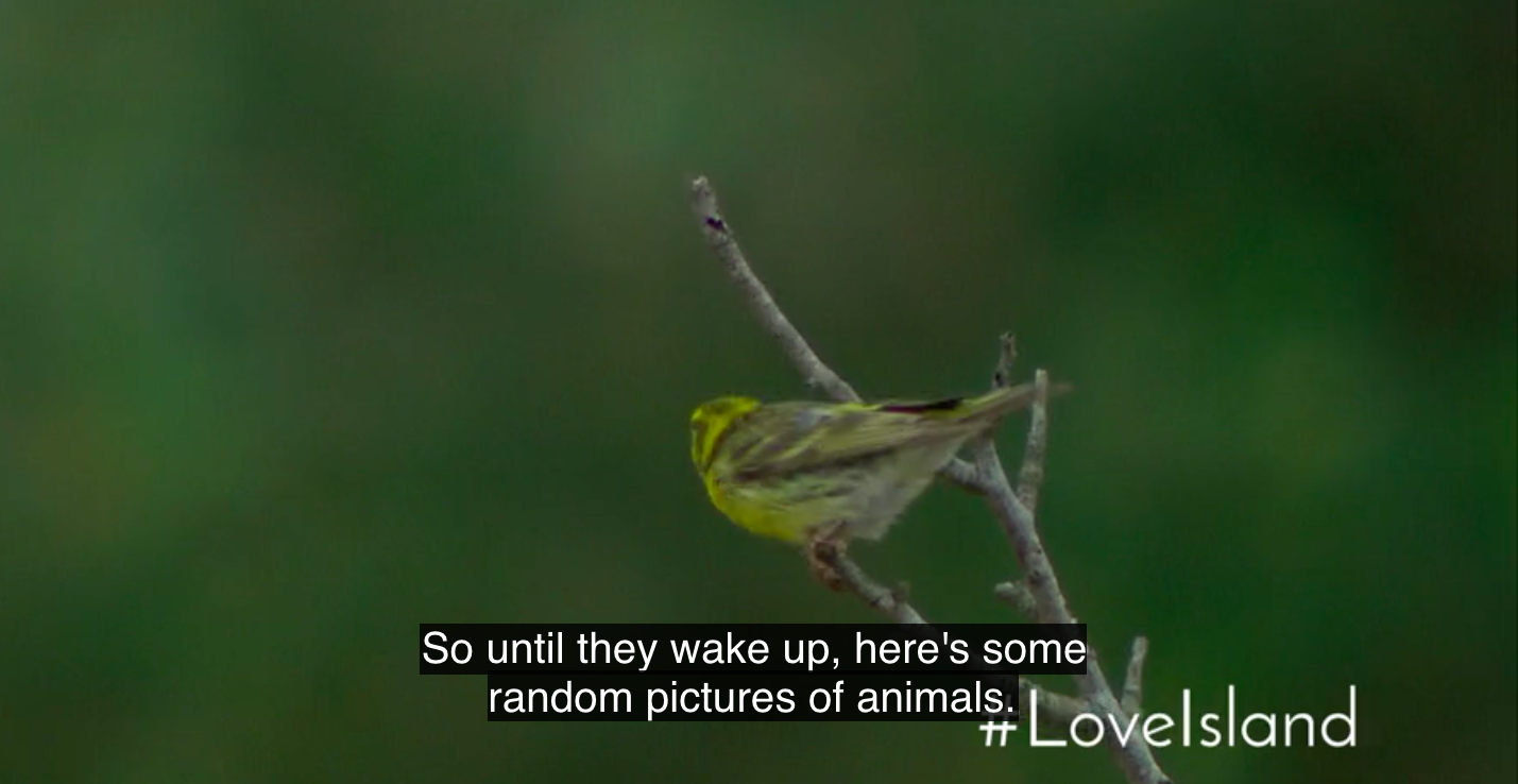 or when he states the painfully obvious