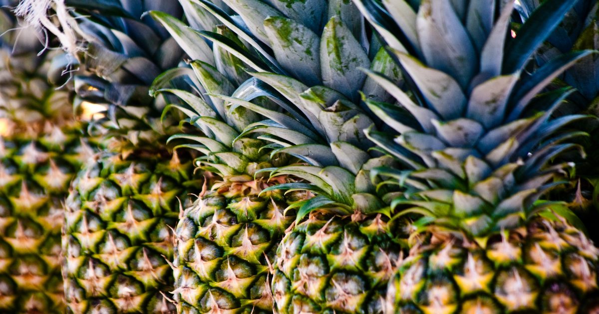 Pineapples are banned from Leeds Festival