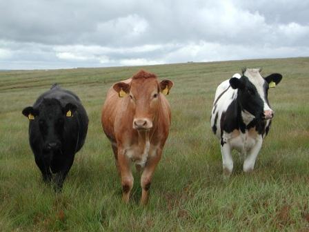They've herd enough