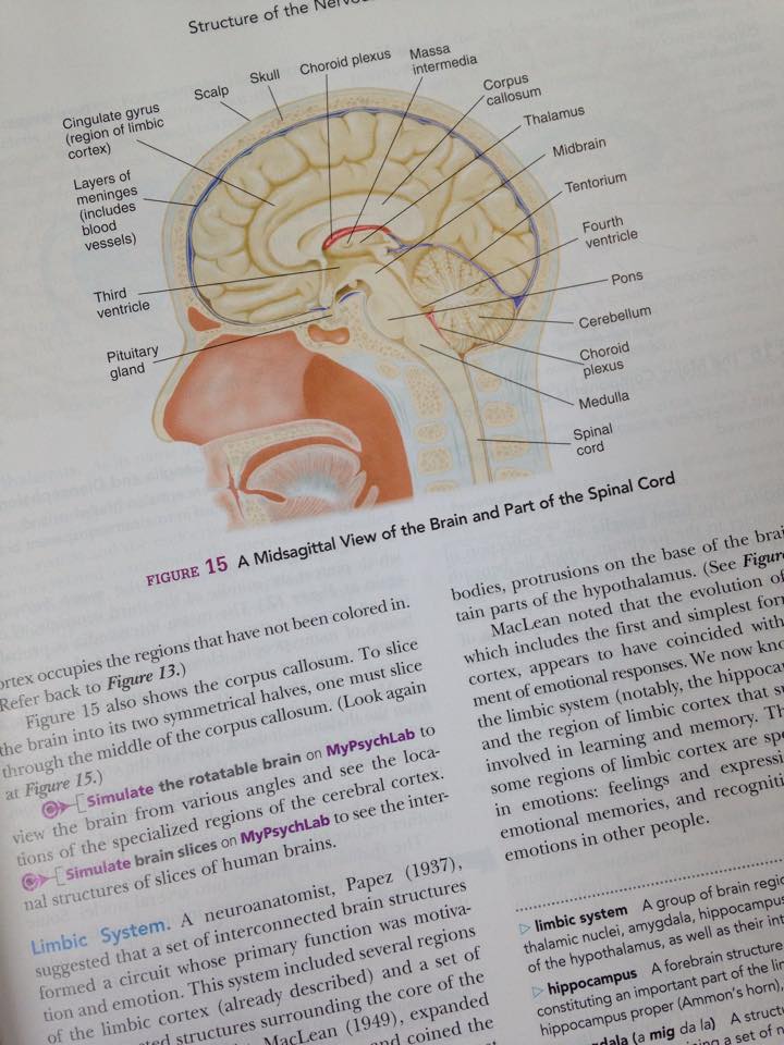 where's my medecine degree @