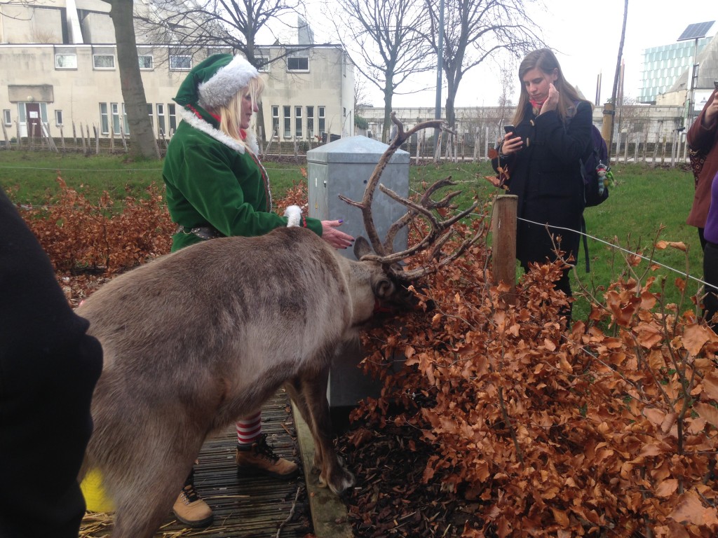 reindeer christmas guild