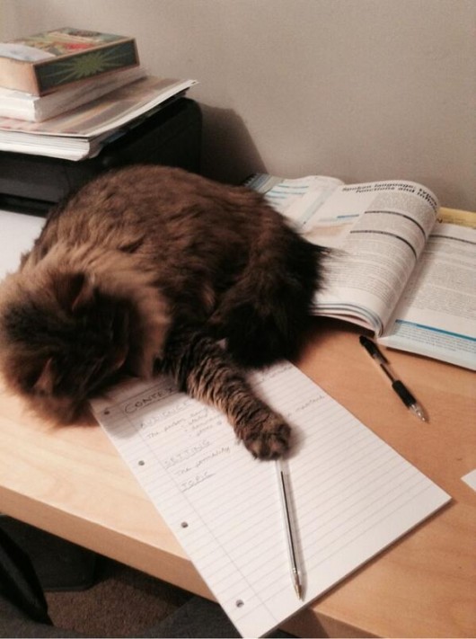 cat revision