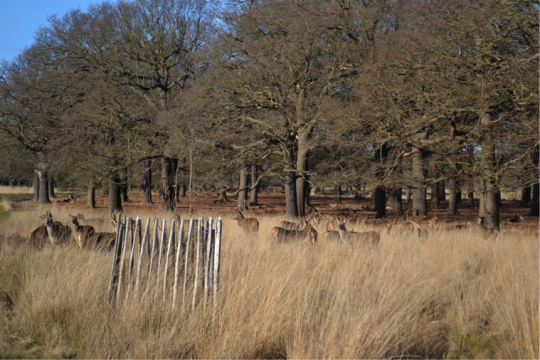 Spot the deer
