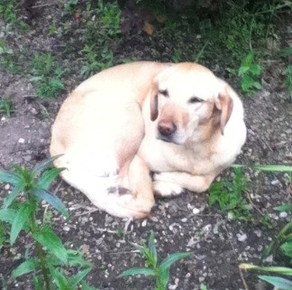 First canine to lead water polo team, let alone play water polo ?!