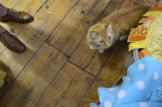 We know you're only interested in the cat