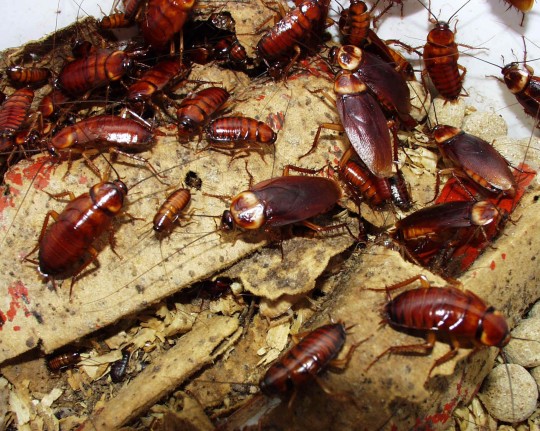 Cockroaches have been a problem at Ifor for years