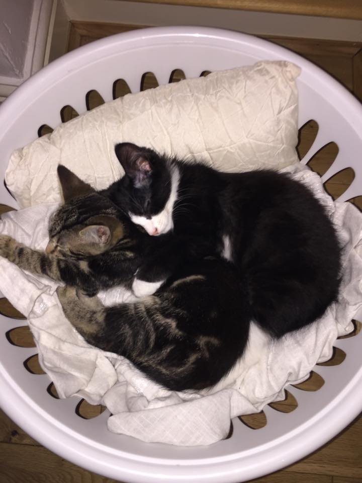 Kittens just want to snuggle