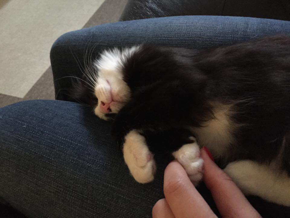 Milo: Don't you dare wake me up, I'm so comfy here