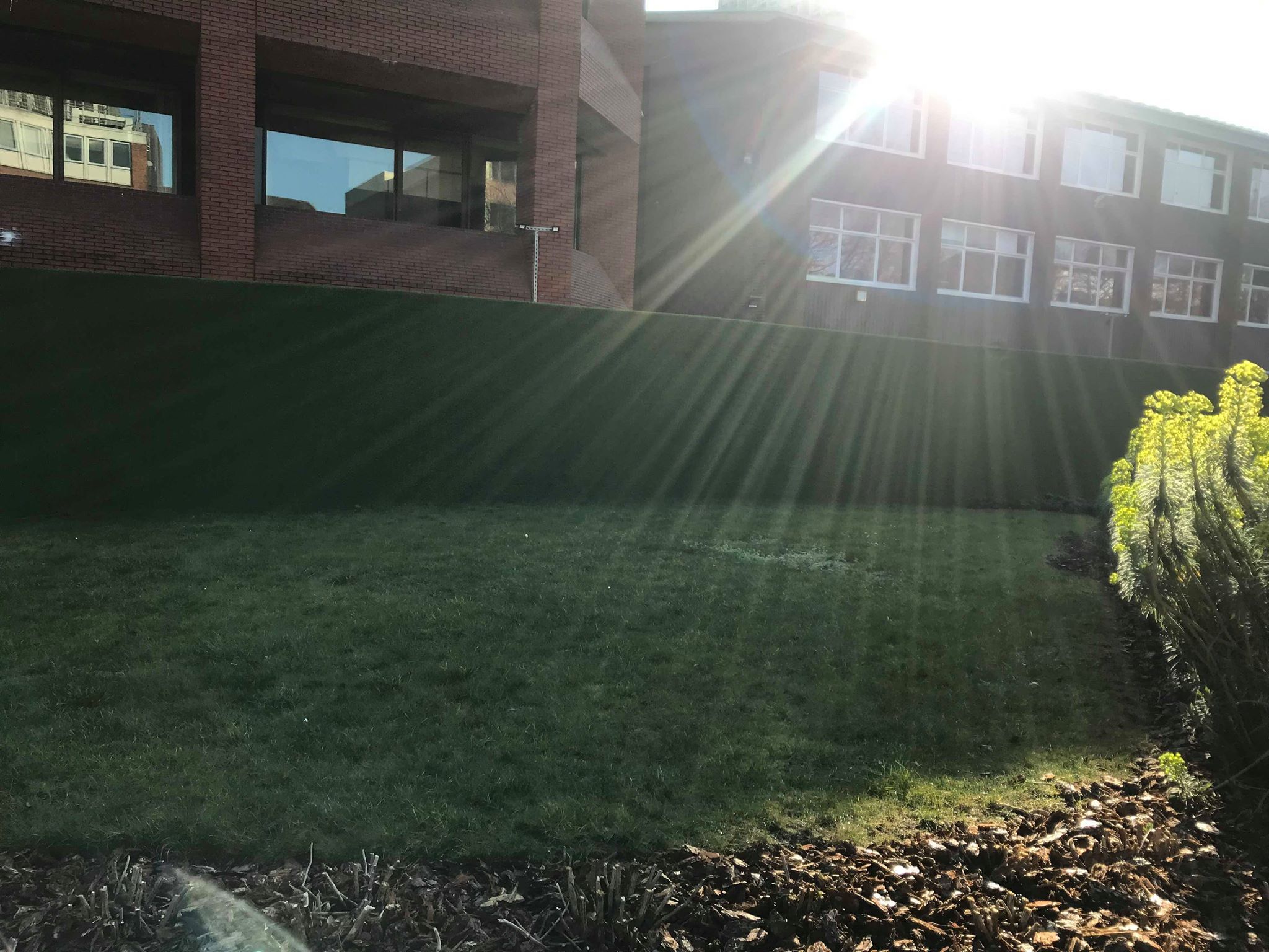 Image may contain: Ground, Field, Sunlight, Plant, Grass, Flare, Light