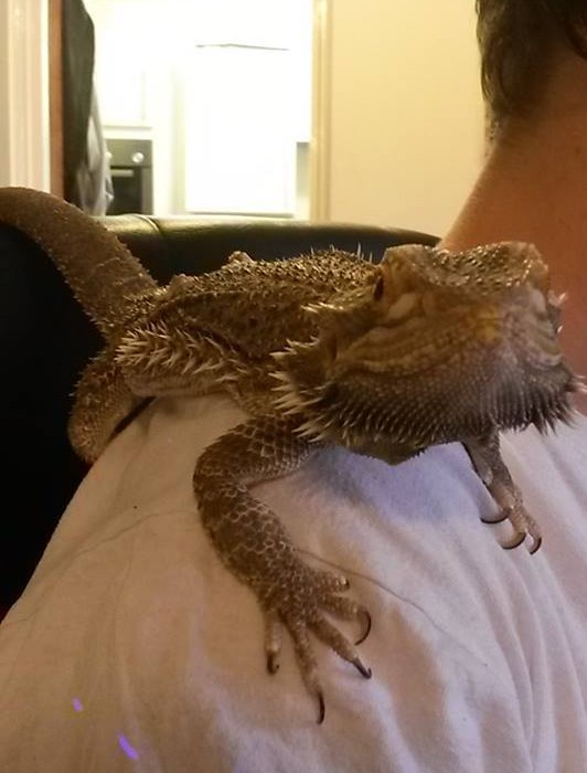 Hi