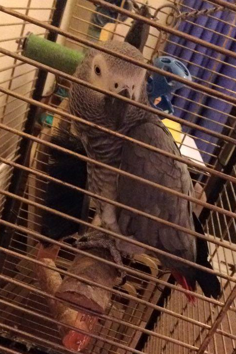 parrot1