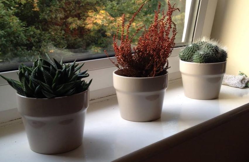 Plants: The student proof edition