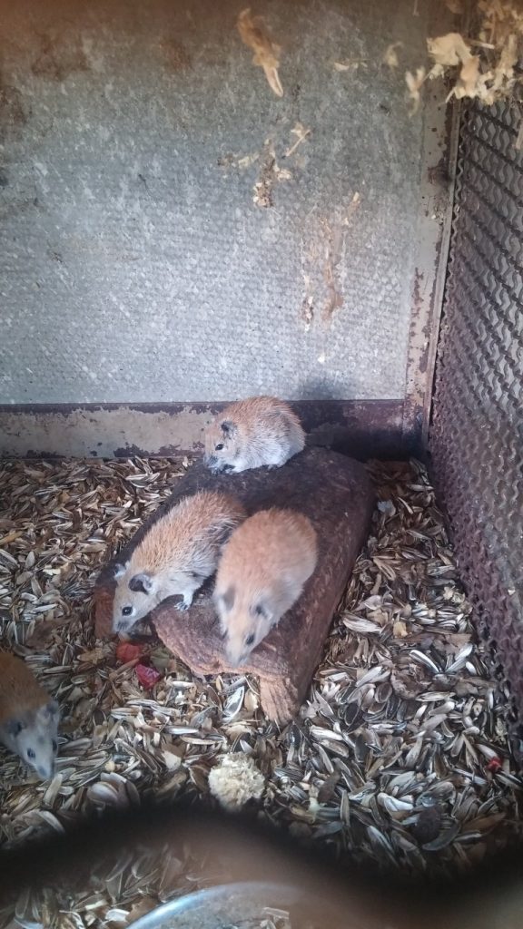 Rosie witnessed animals being kept in abhorrent conditions