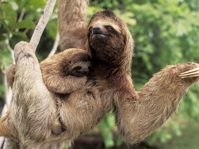 Sloths doing what sloths do best...being weird as shit