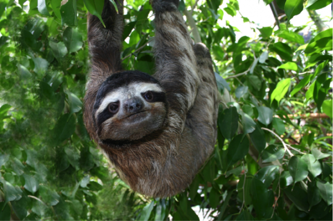 sloth3