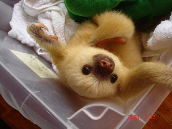 sloth4