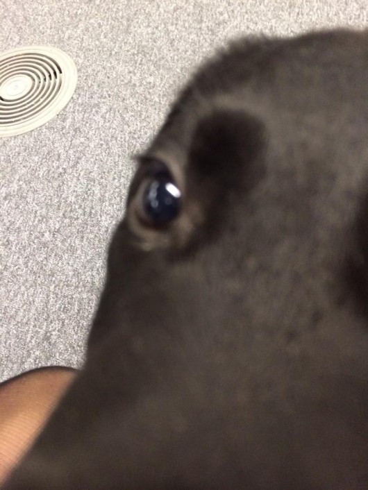 ollie 3
