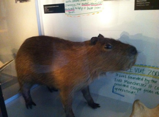 that's a funny looking hampster