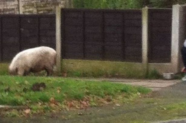 pigloose