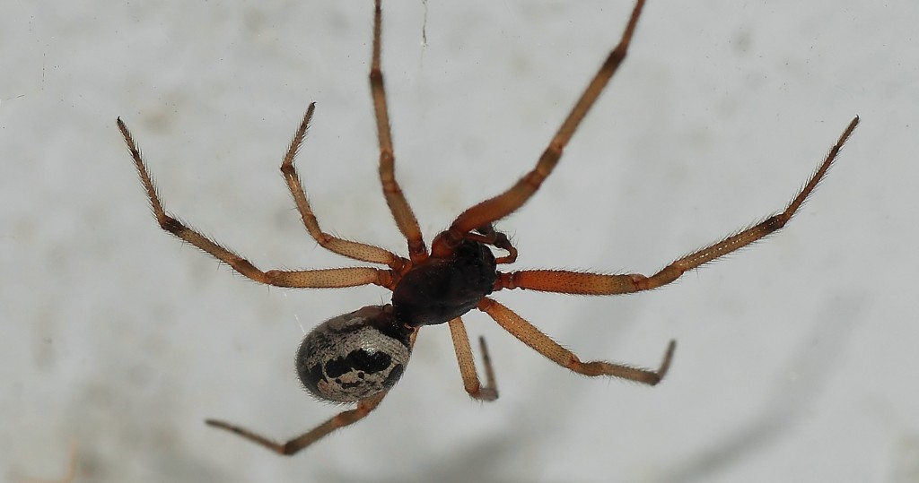 False widow spider