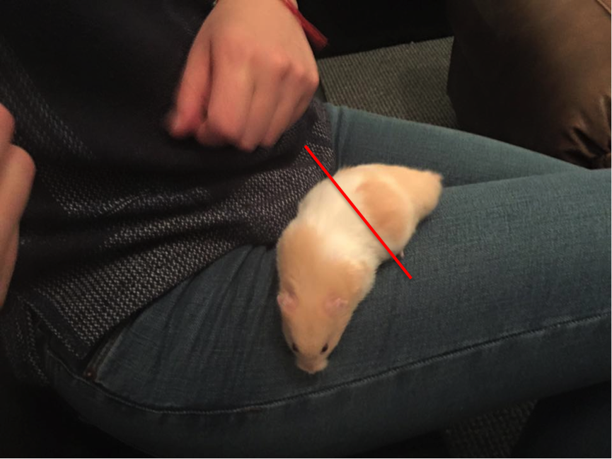 Lorna: 'He's got huge balls, 50% of that hamster is balls'