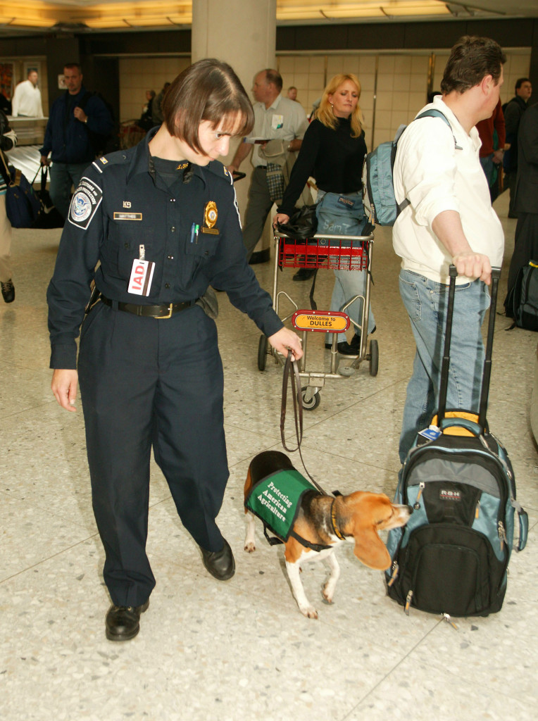 The sniffer dogs at Manchester haven't detected little more than 'sausages and cheese'.