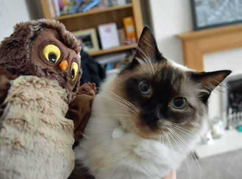 Come and meet Harvey the cat before anyone else