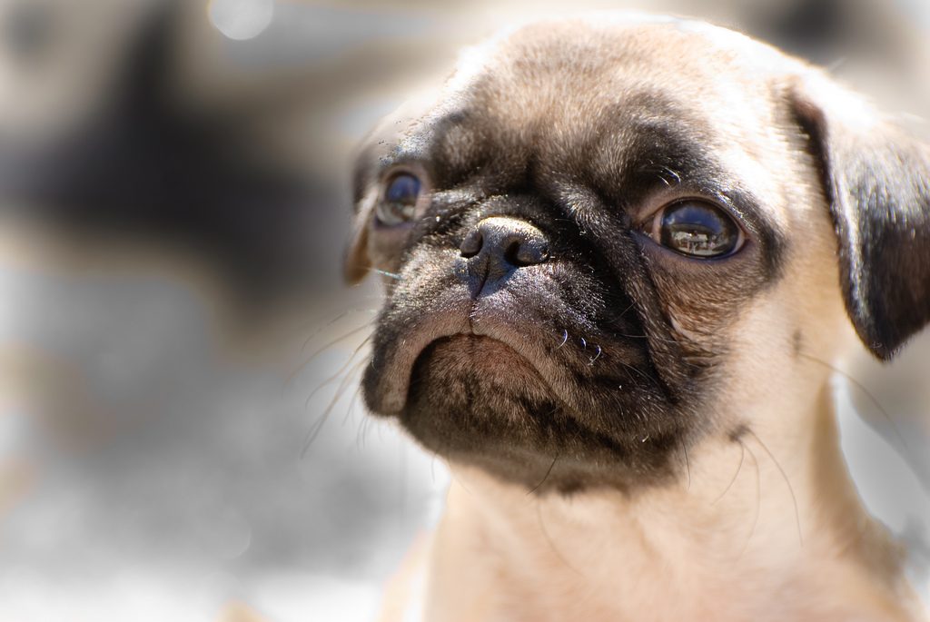 There is a pug festival coming to Manchester