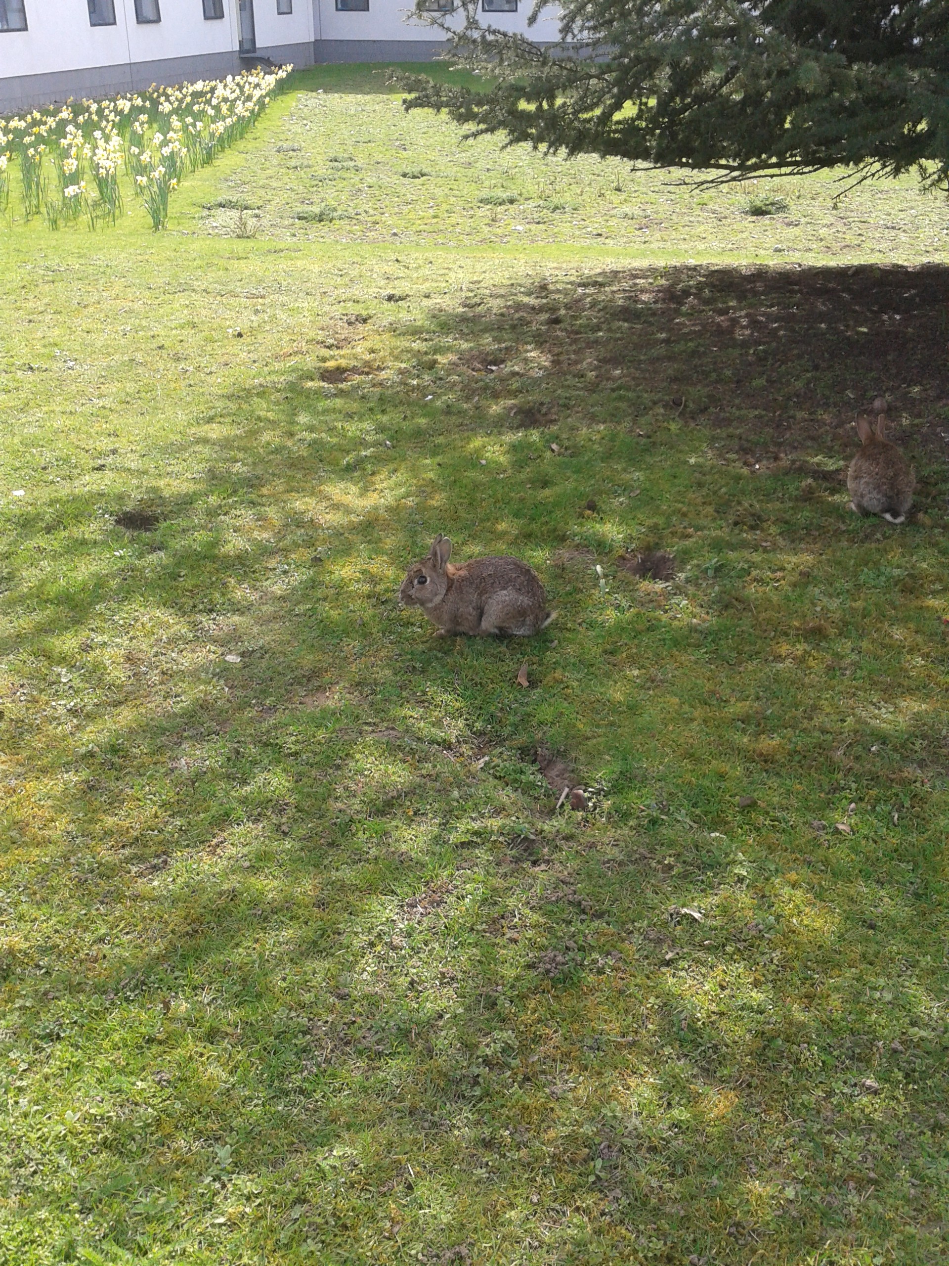 Maybe Rossco had heard of the deluxe bunnies UEA caters so well for?