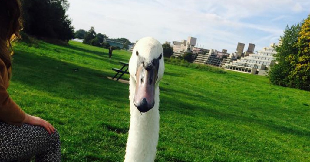 How you doin'?