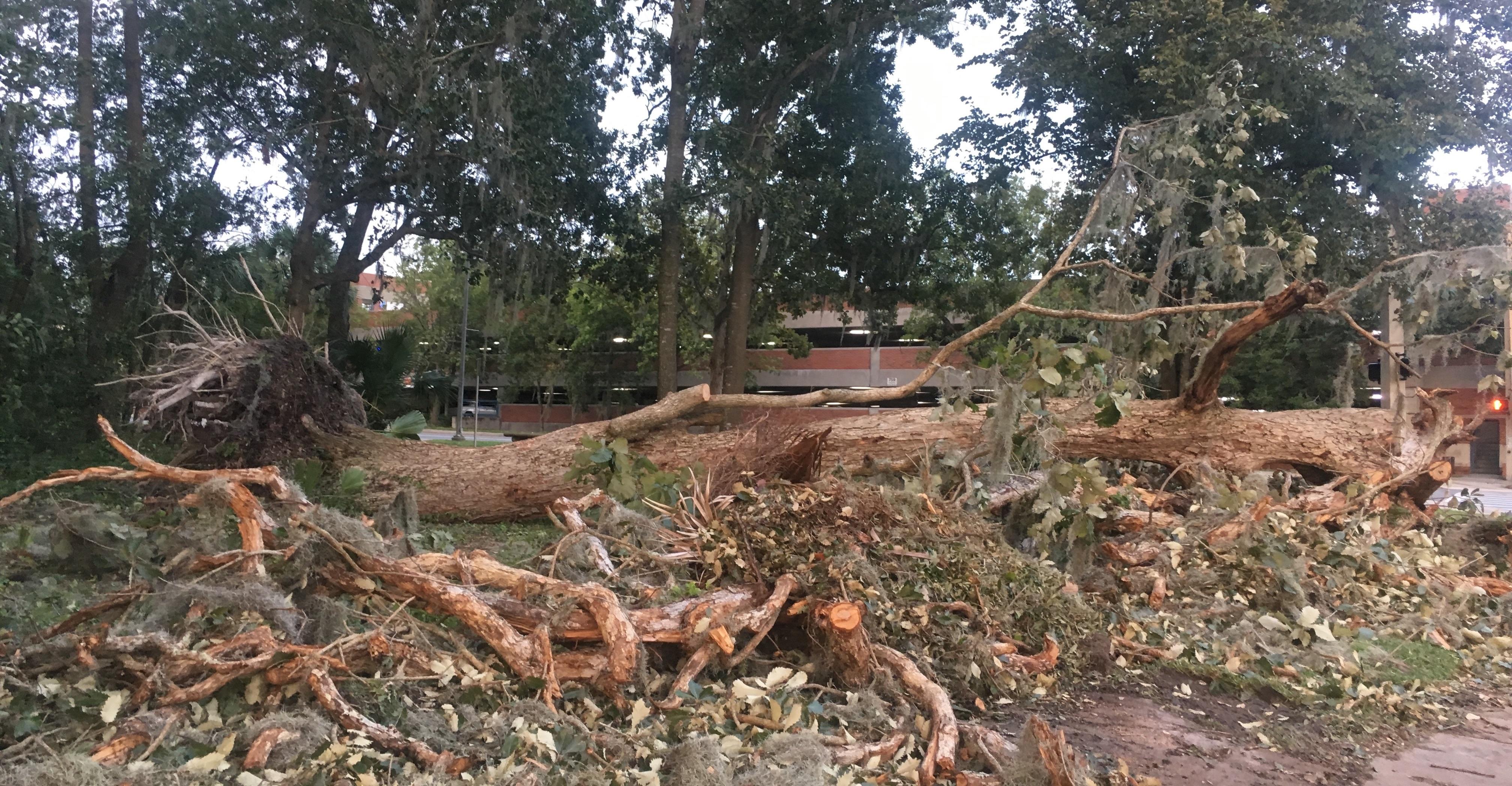 A huge tree on the corner of Museum and Newell Drive uprooted during the hurricane.