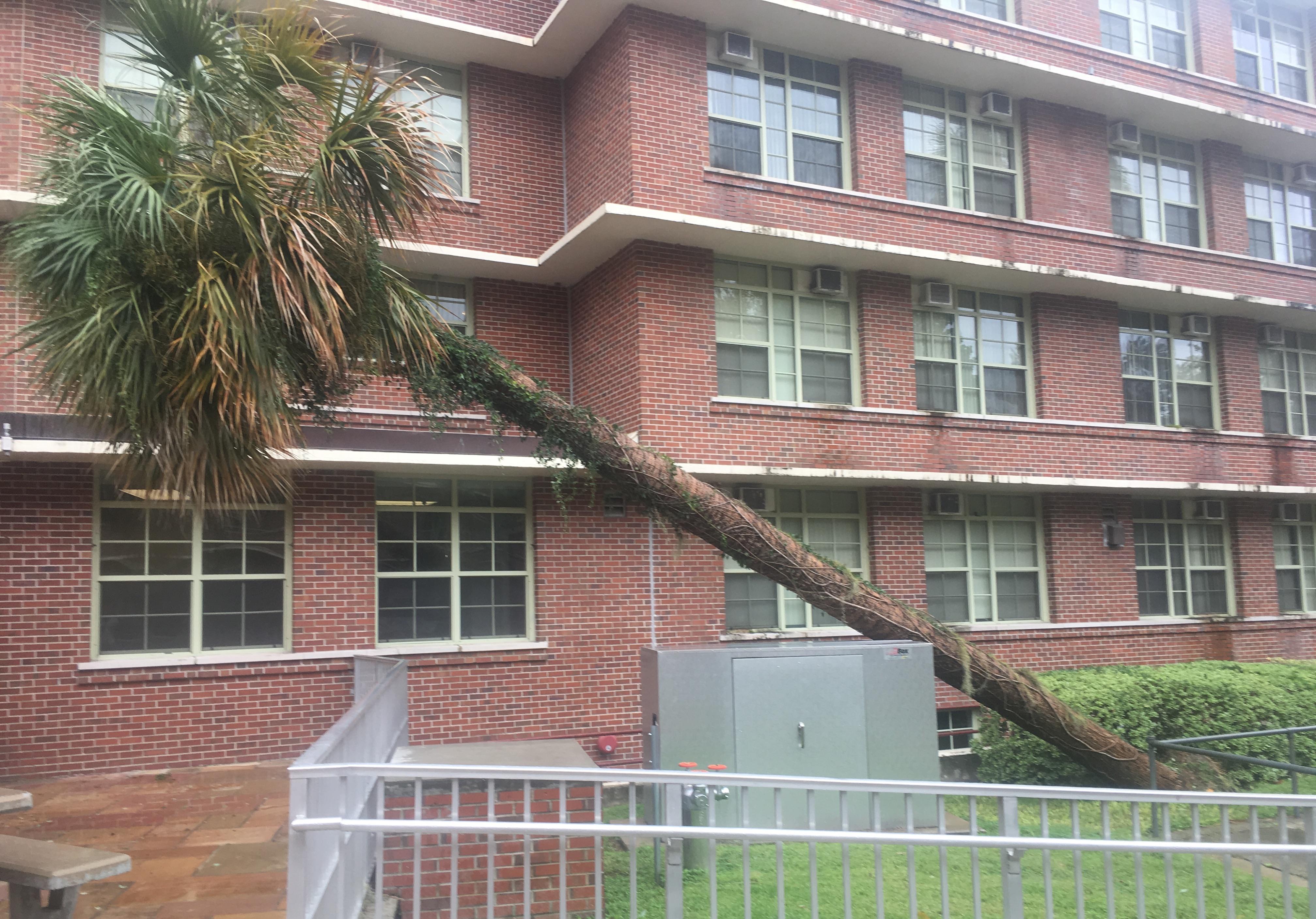 This tree nearly took out the power in Broward Hall.