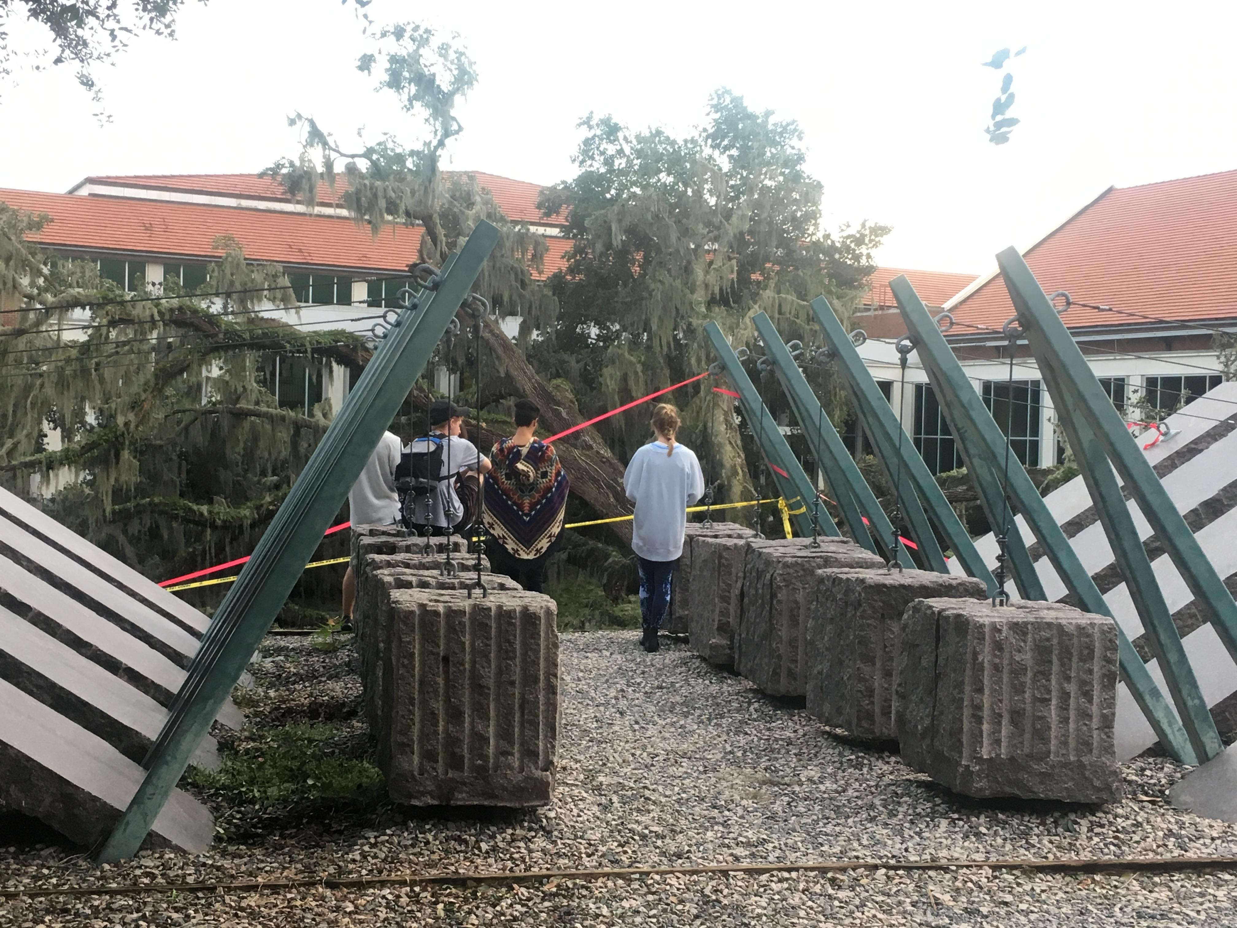 Students mourning the loss of the giant tree at NPB.