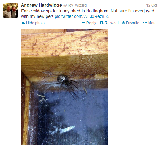 false widow