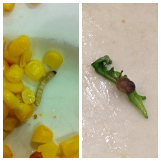 December's snail and mealworm