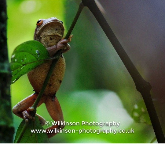 'Climbing Frog' © Alex Wilkinson www.wilkinson-photography.co.uk