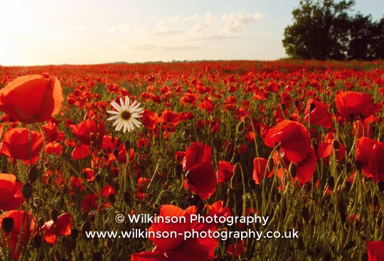 'One In A Million' © Alex Wilkinson www.wilkinson-photography.co.uk