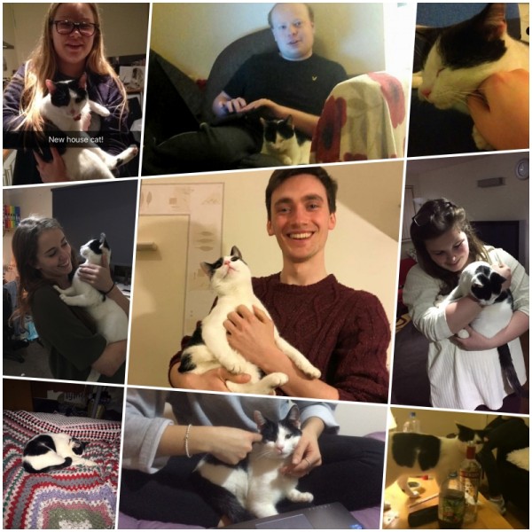 Ace_Collage