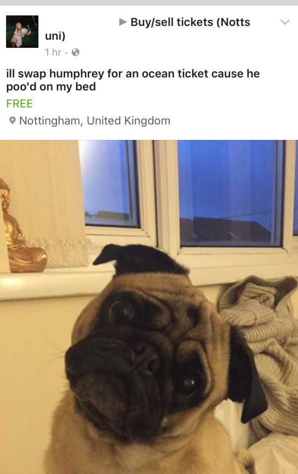 humphrey-the-pug