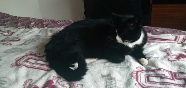 Image may contain: Couch, Pillow, Cushion, Bed, Furniture, Cat, Mammal, Animal, Pet, Blanket